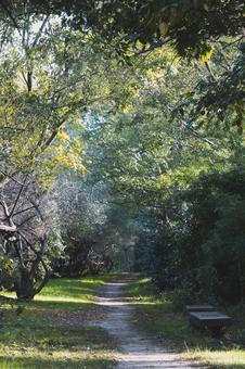 緑のトンネルと静かに奥へと続く小道 小道,遊歩道,道の写真素材