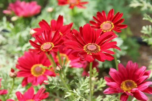 マーガレット　マクロ マーガレット,草花,春の写真素材