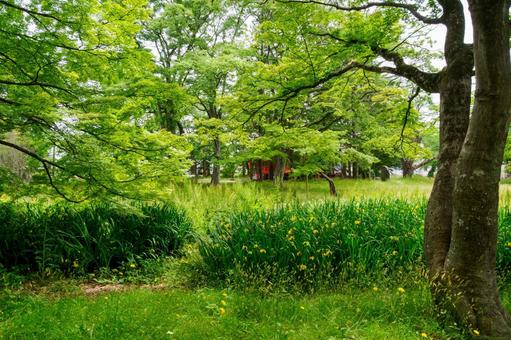 初夏の陸奥国分寺⑶ 初夏の陸奥国分寺⑶の写真