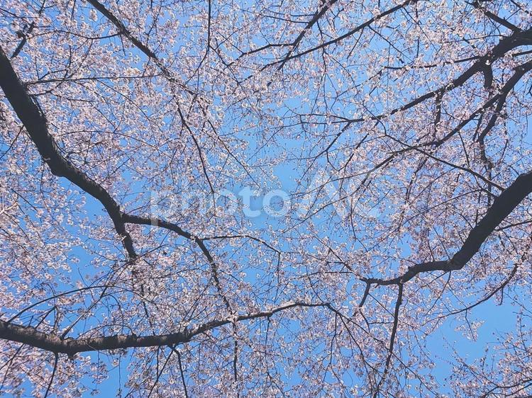 見上げた桜と青空 桜,ソメイヨシノ,花の写真素材