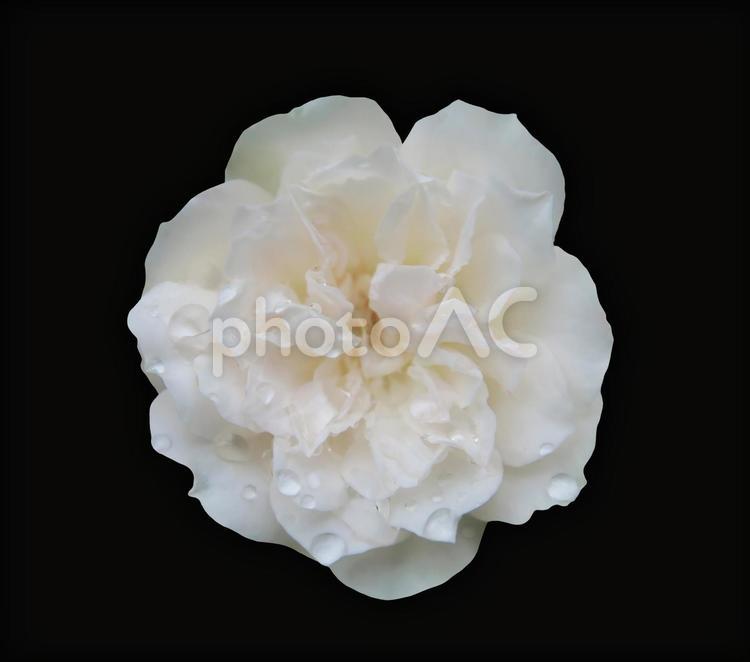 バラの花（切り抜き・PSD） バラ,花,切り抜きの写真素材