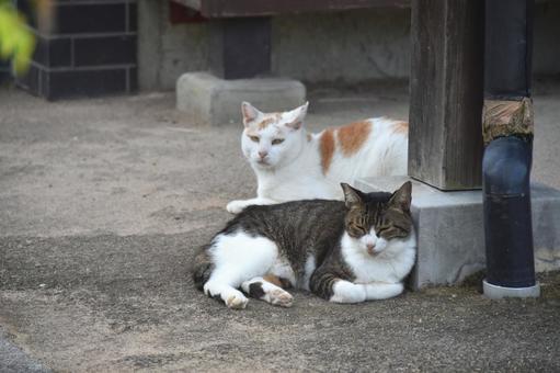 野良猫 野良猫の写真