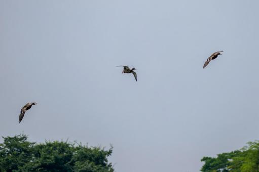 カルガモの飛翔⑶ カルガモの飛翔⑶の写真