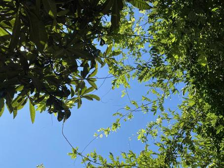 Photo, sunbeams leaves, sky, sunny day, 