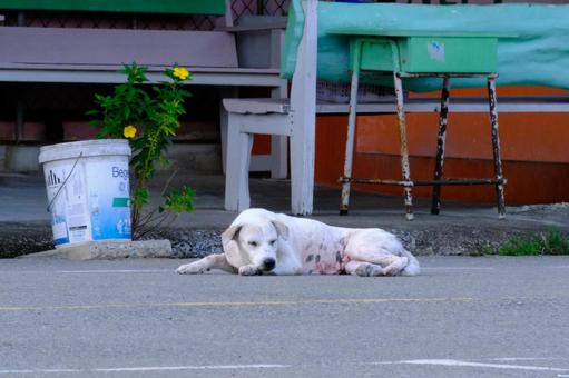 タイの路上の犬 タイの路上の犬の写真