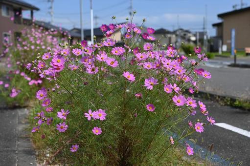 通学路に咲いているコスモス 通学路に咲いているコスモスの写真