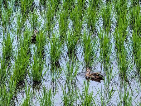 Photo, field, paddy field, rice planting, 