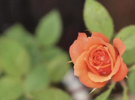 Rose Orange, JPG Rose Orange, JPG