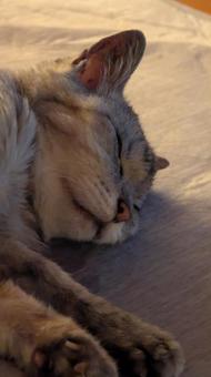 Cat in the Afternoon, JPG Cat in the Afternoon, JPG