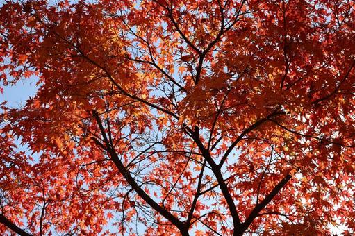 赤く色づくモミジの樹の枝と空を見上げて 赤く,色づく,モミジの写真素材