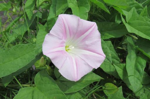 郊外の草地に咲くヒルガオの花 郊外の草地に咲くヒルガオの花 ヒルガオ,花,植物の写真素材