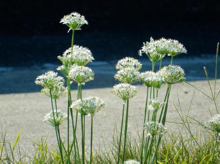 【花の写真】ニラの花 ニラ,韮,花の写真素材
