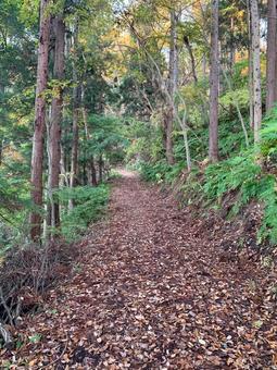 山道 山道の写真