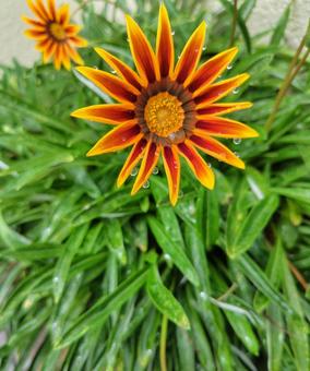 ガザニア ガザニア,花,黄色の写真素材
