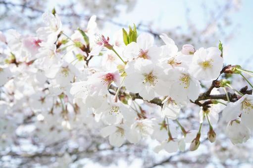 朝露に濡れる桜の花2 朝露に濡れる桜の花2 桜,さくら,ソメイヨシノの写真素材
