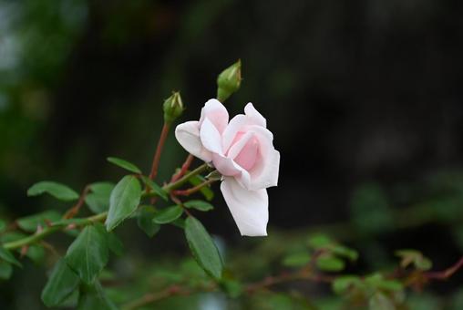 一輪の花 秋,可憐,草木の写真素材