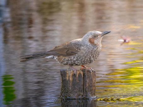 水辺のヒヨドリ 水辺のヒヨドリの写真