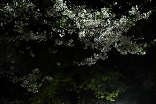 ~ 花盛りの宵 ~ ~ 花盛りの宵 ~ 春,夜桜,夜の写真素材