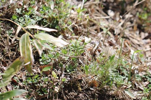 山の斜面に生える野草 山の斜面に生える野草の写真