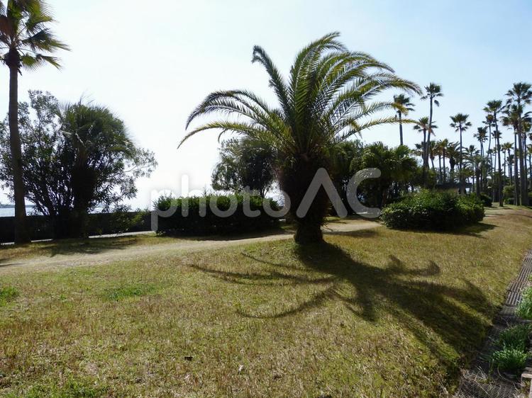 南国のソテツ ソテツ,南国,暑いの写真素材