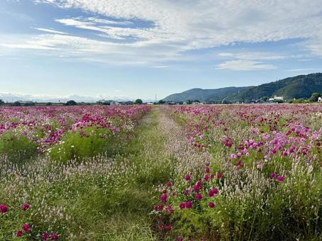 福井県　曇り空と宮ノ下コスモス公苑 福井県,宮ノ下コスモス公苑,曇りの写真素材