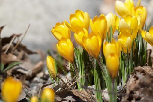 Crocus, JPG Crocus, JPG