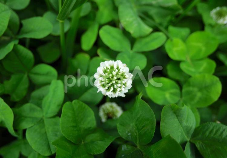 三つ葉のクローバーを背景にしたシロツメクサの花 シロツメクサ,白い,花の写真素材