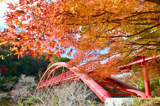大滝渓谷の紅葉風景 山,王滝渓谷,大滝湖かけ橋の写真素材