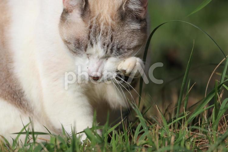 公園ネコ　沖縄県　那覇市 ねこ,キュート,キャットの写真素材
