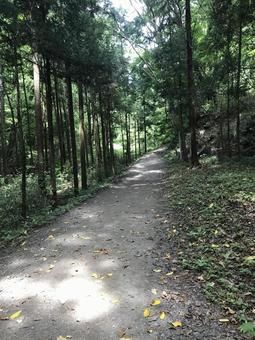 山道（秩父・和銅遺跡への道） 風景,木,木漏れ日の写真素材
