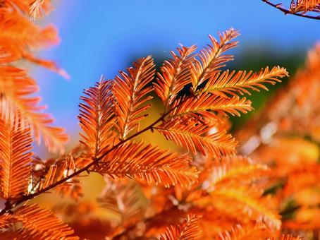 メタセコイアの紅葉 メタセコイア,紅葉,黄金色の写真素材