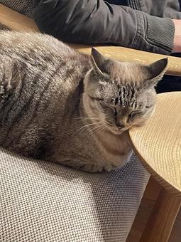 うたた寝 うたた寝の写真