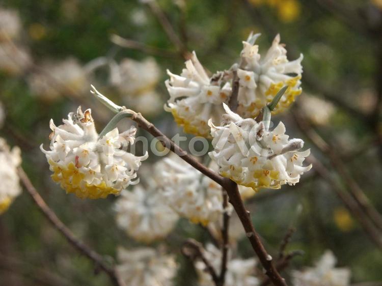 ミツマタ・三椏・三叉 花木,球形,小花の写真素材
