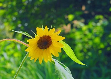 猛暑にも負けず咲き誇る 猛暑にも負けず咲き誇る ひまわり,植物,花壇の写真素材