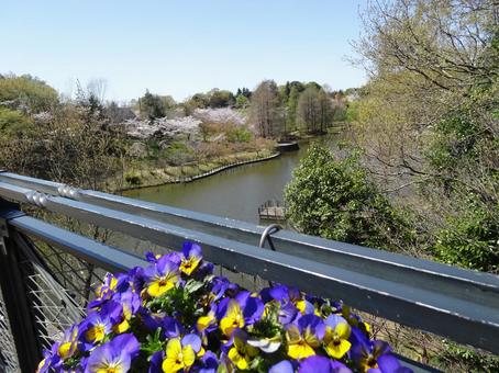 四月のアンデルセン公園-47 四月のアンデルセン公園-47 四月,ふなばしアンデルセン公園,千葉県船橋市の写真素材