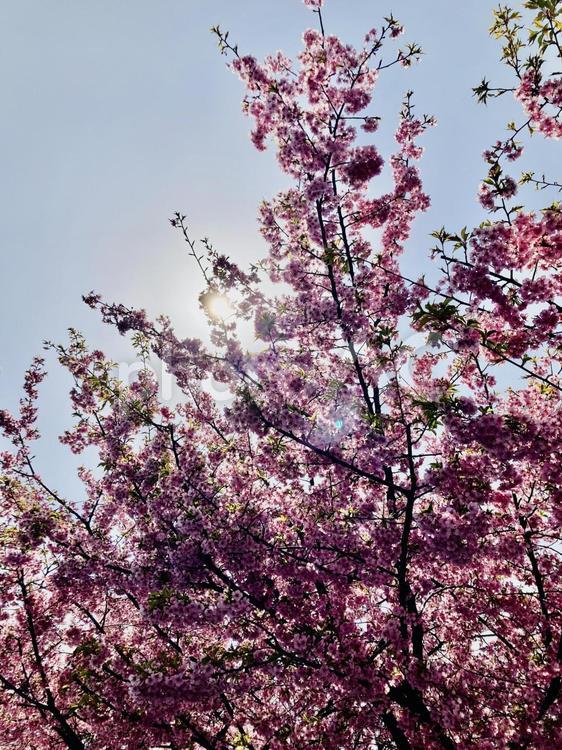 青空と桜 桜,河津桜,自然の写真素材