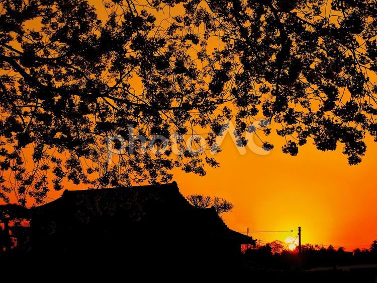 夕暮れに染まる桜 夕暮れ,夕焼け,夕方の写真素材