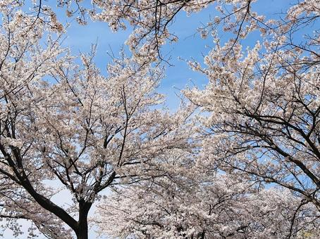桜の季節 春,桜,青空の写真素材