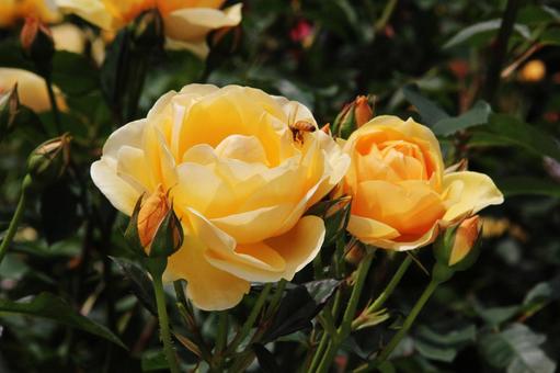 バラ・薔薇 グラハム・トーマス バラ・薔薇 グラハム・トーマス バラ,グラハム・トーマス,マクロの写真素材