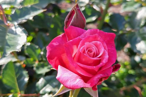 薔薇 薔薇の写真