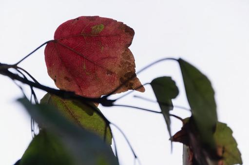 紅葉(カエデ) 紅葉(カエデ)の写真