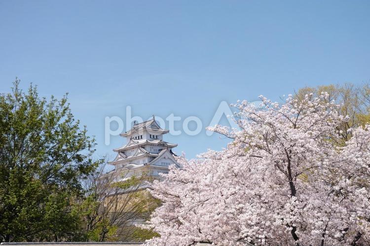 2024姫路城と桜1 さくら,空,サクラの写真素材