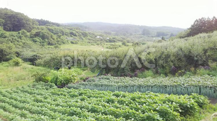森と畑 森,畑,農業（商業企業）の写真素材