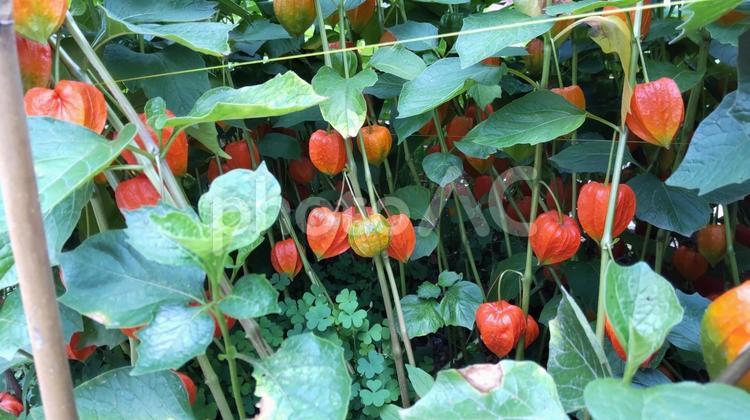 ほおずきのジャングル ほおずき,秋,晩夏の写真素材