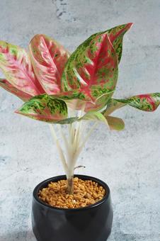 アグラオネマ黒鉢の写真