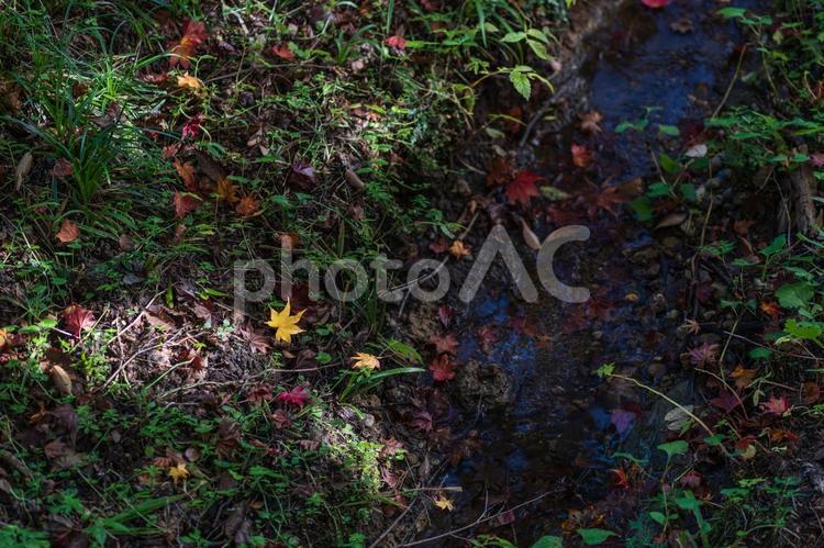 小川の近くの木漏れ日と落ち葉の景色 木漏れ日,落ち葉,落葉の写真素材