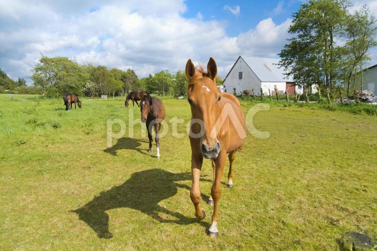 デンマークの人懐っこい馬 馬,競走馬,茶色い馬の写真素材