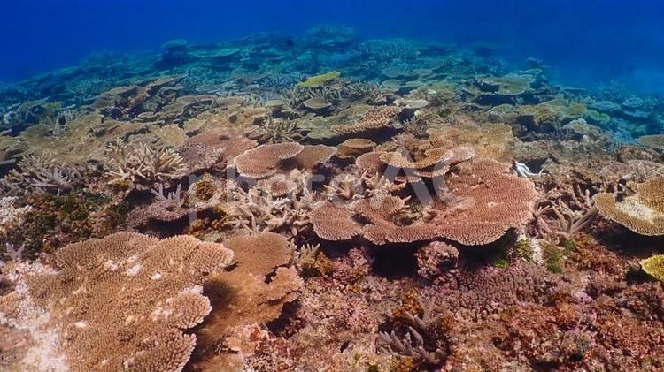 沖縄の珊瑚礁　八重干瀬 宮古島,珊瑚,八重干瀬の写真素材