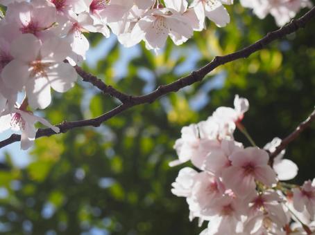 桜 桜の写真