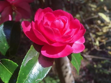 Camellia flower, JPG Camellia flower, JPG